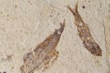 Fossil Fish (Knightia) Plate - Wyoming #111240-1
